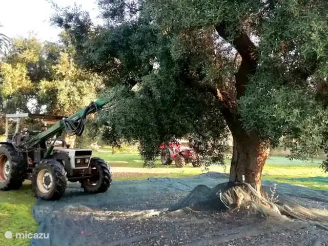 Villa LVM | Italie, Pouilles (Puglia), San Vito dei Normanni - villa Récolte des olives de notre propre jardin