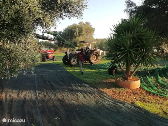 Villa LVM | Italie, Pouilles (Puglia), San Vito dei Normanni - villa Récolte des olives de notre propre jardin
