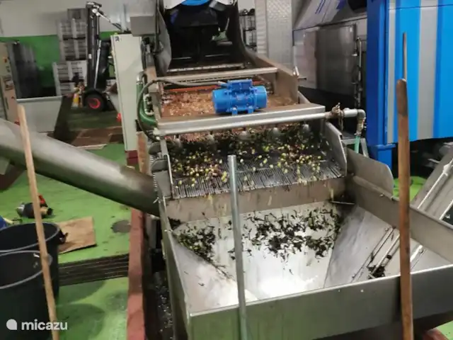 Villa LVM | Italie, Pouilles (Puglia), San Vito dei Normanni - villa Récolte des olives de notre propre jardin
