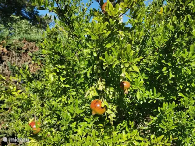 Villa LVM | Italie, Pouilles (Puglia), San Vito dei Normanni - villa Arbres fruitiers