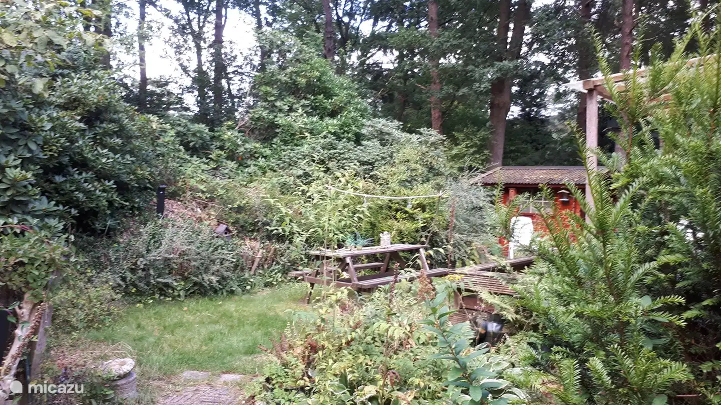 the great tit in Netherlands, Drenthe, Diever - Chalet