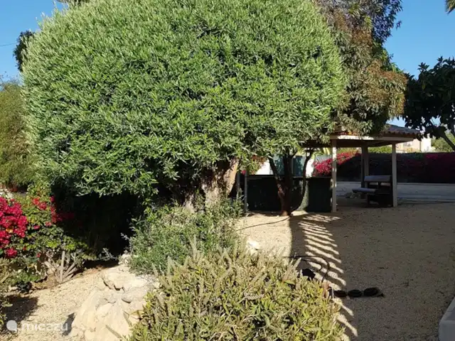 Casa Grand Mirador | Espagne, Costa Blanca, Muchamiel - Alicante - villa Un immense olivier de 150 ans orne le jardin de la Casa Gran Mirador