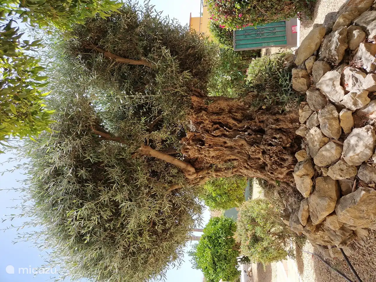 Notre olivier est et reste magnifique. Apparemment âgé de déjà 150 ans, cet arbre occupe une place de choix dans le jardin paysager de la Casa Gran Mirador.