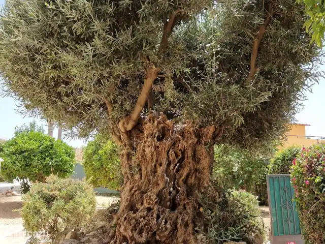 Casa Grand Mirador | Espagne, Costa Blanca, Muchamiel - Alicante - villa Notre olivier est et reste magnifique. Apparemment âgé de déjà 150 ans, cet arbre occupe une place de choix dans le jardin paysager de la Casa Gran Mirador.
