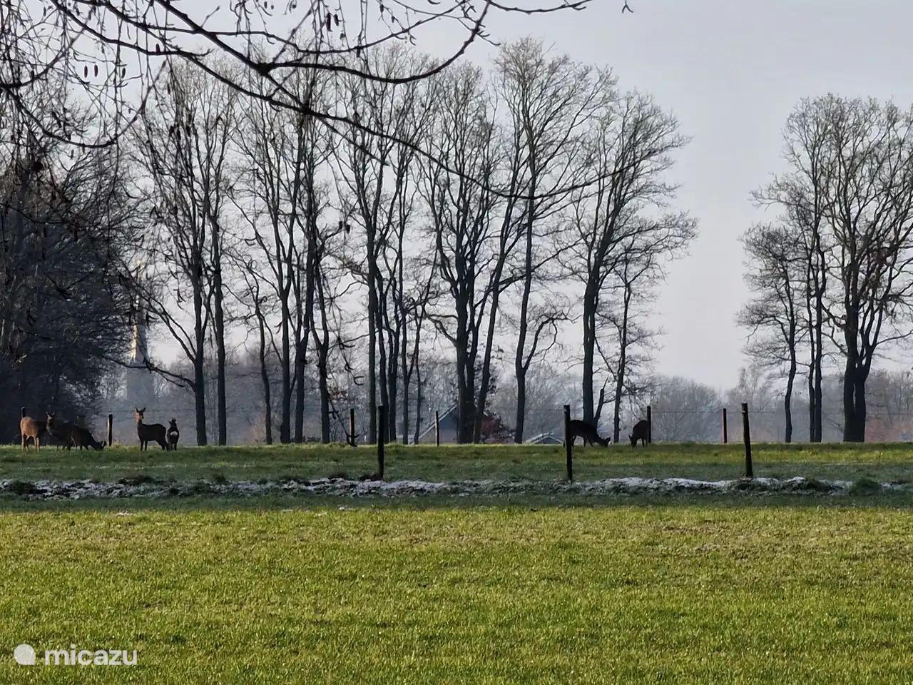 Blick vom Garten auf die Wiese mit täglicher Chance auf Wildbeobachtungen (Hirsche)