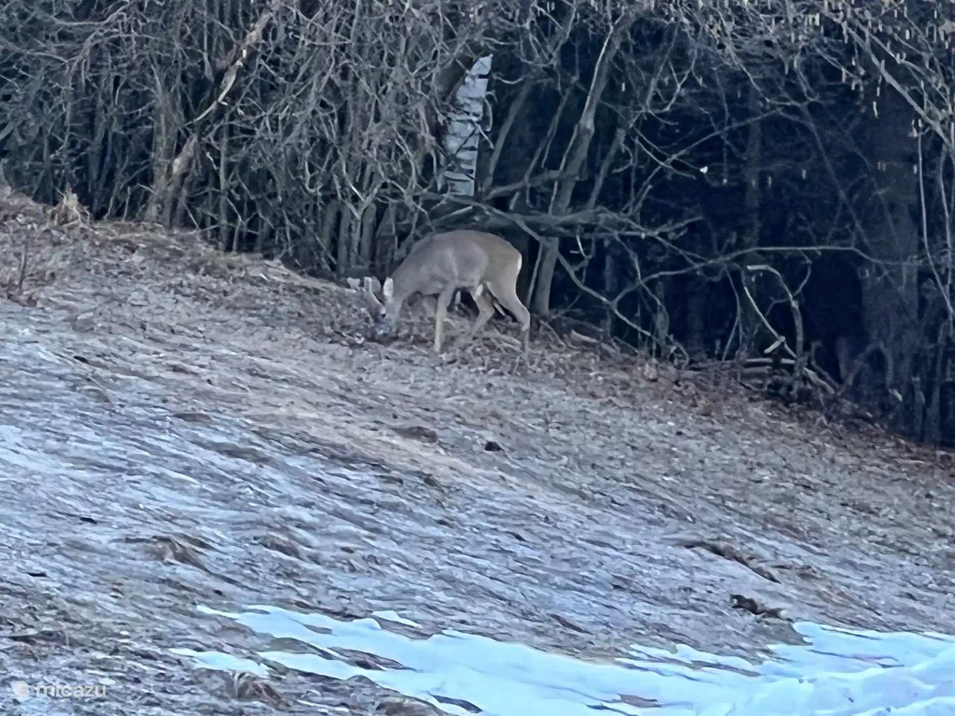 Des cerfs se promènent devant la maison, photo prise par la fenêtre de la cuisine.