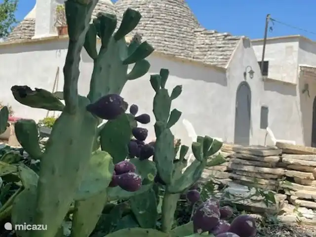 Trullo Président | Italie, Pouilles (Puglia), Martina Franca - maison de vacances Jardin de cactus sur le banc de salon