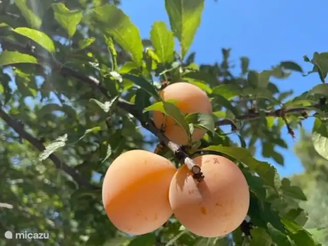 Trullo Président | Italie, Pouilles (Puglia), Martina Franca - maison de vacances Arbre fruitier dans le jardin
