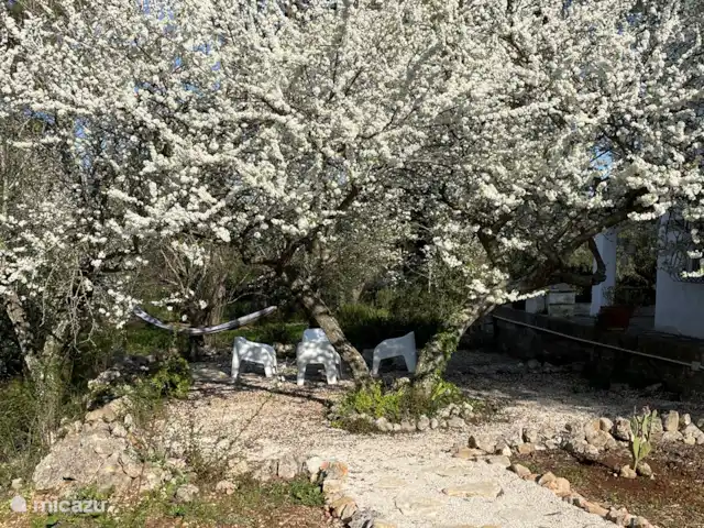 Trullo Président | Italie, Pouilles (Puglia), Martina Franca - maison de vacances Terrasse avec arbres fruitiers