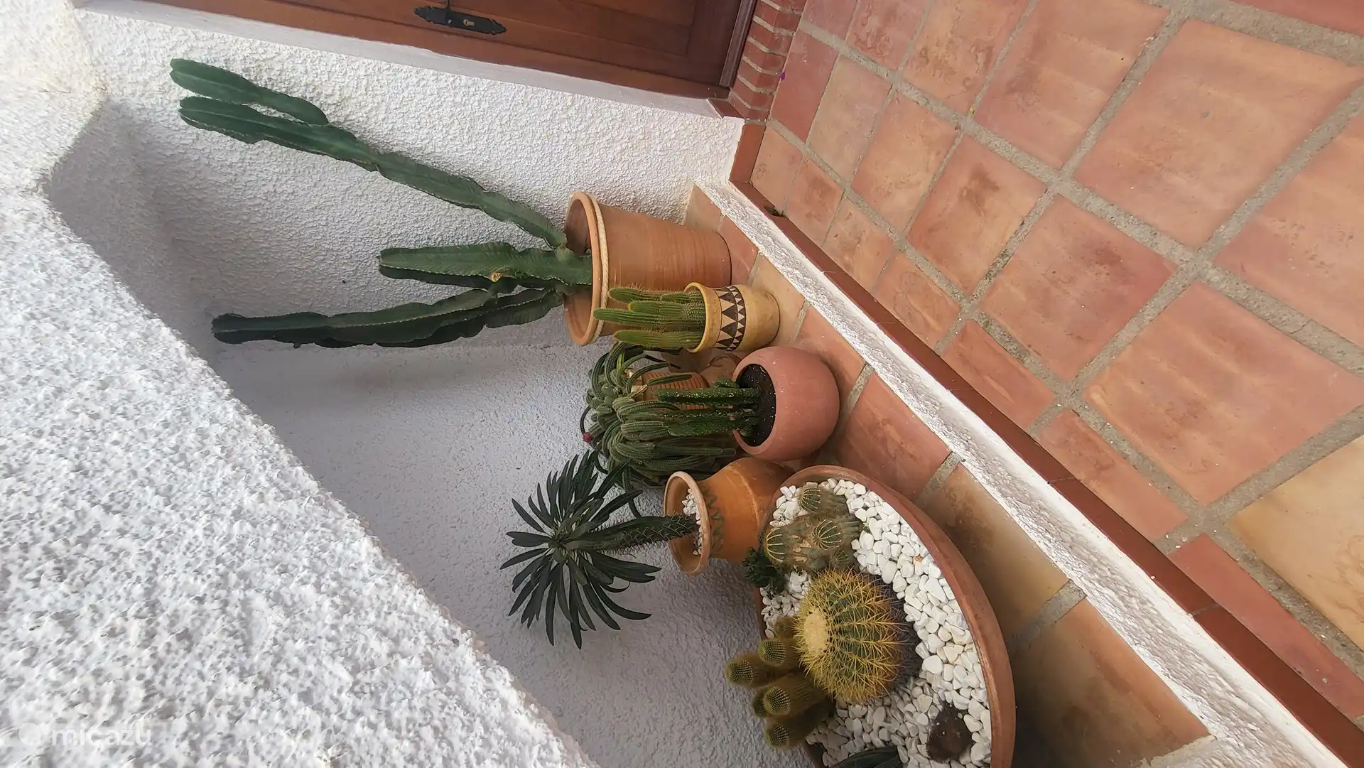 Unsere Kakteensammlung in der Wohnung im Erdgeschoss.