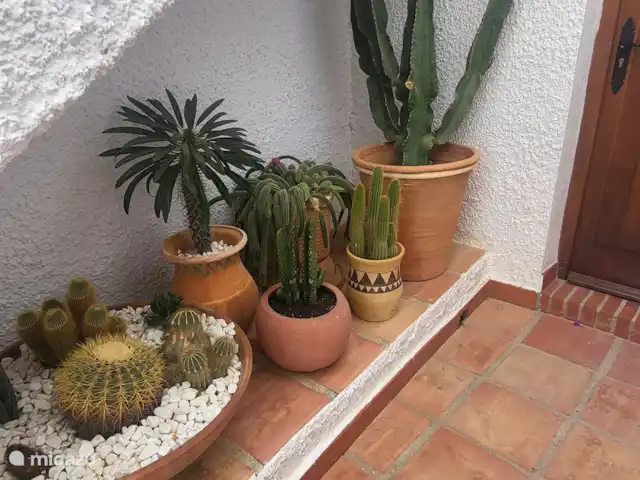 Villa blanche romantique-piscine privée | Espagne, Costa del Sol, Nerja - villa Notre collection de cactus dans l’appartement en bas.
