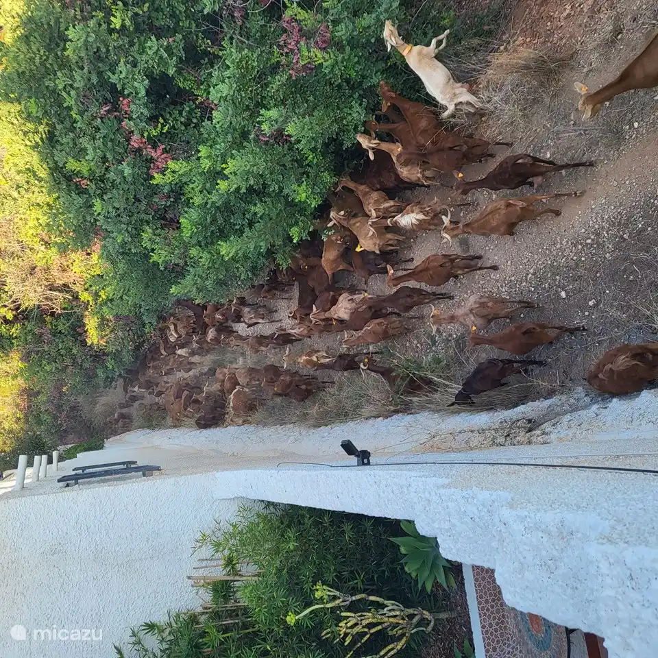 Der Ziegenhirte kommt manchmal vorbei (schauen Sie von der Terrasse auf den Weg hinunter)