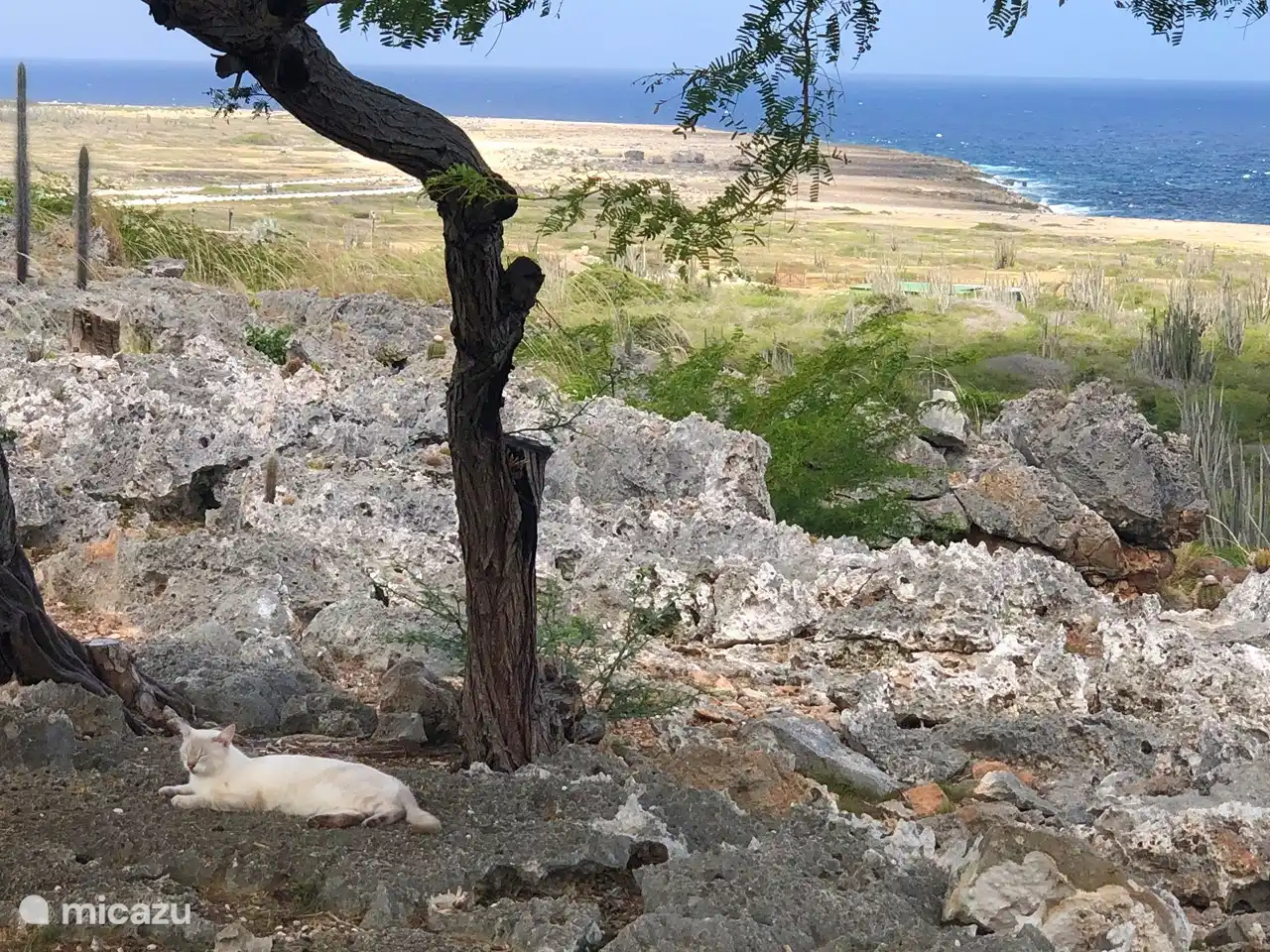 Blick von der Klippe mit Guus der Hauskatze im Vordergrund
