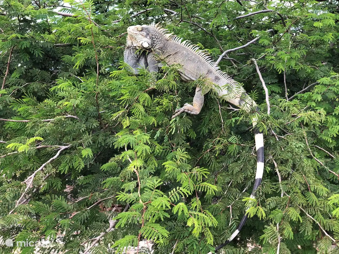 Leguane und Ziegen in Ihrem Garten!