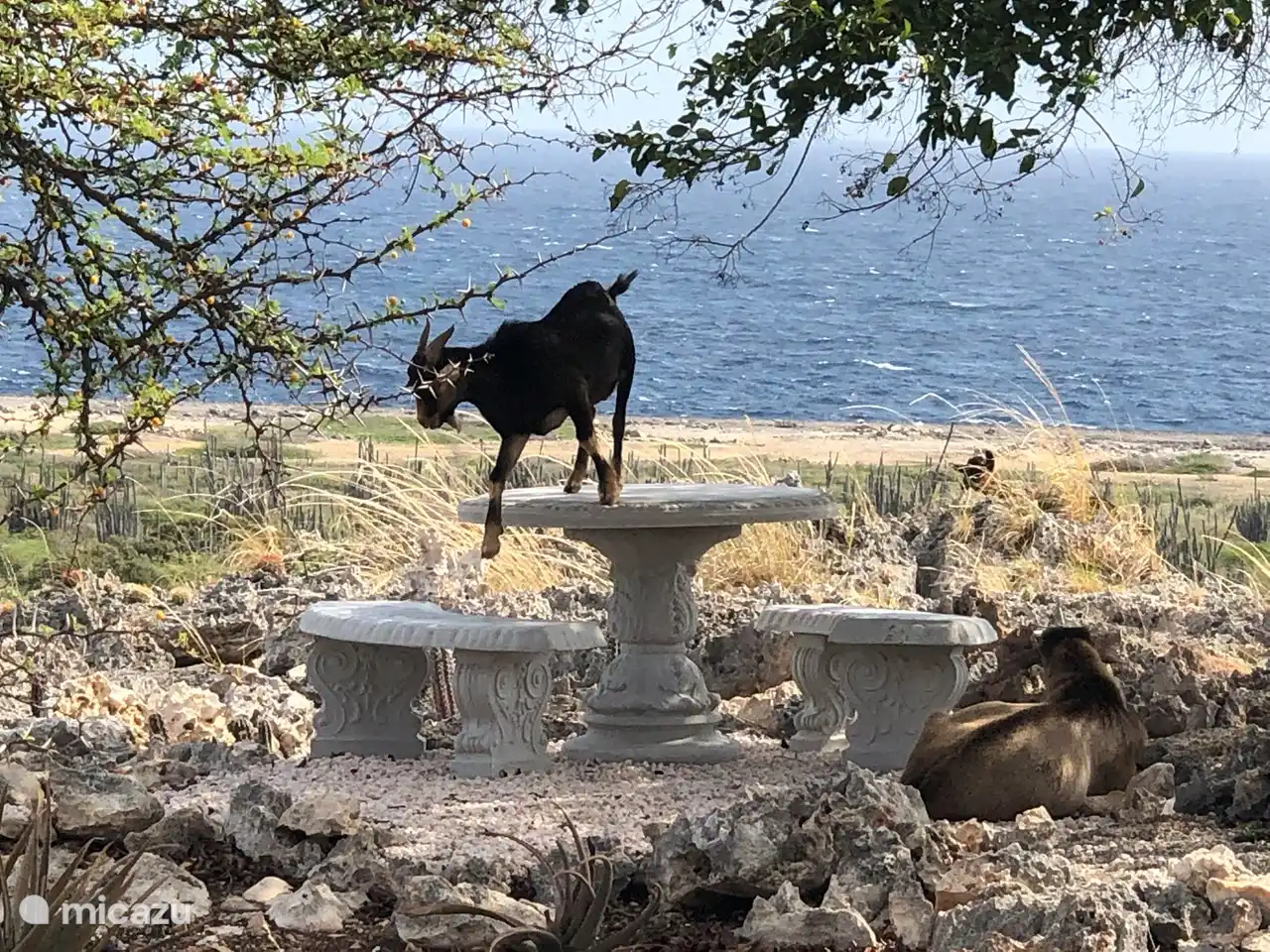 Ziege in Ihrem Garten