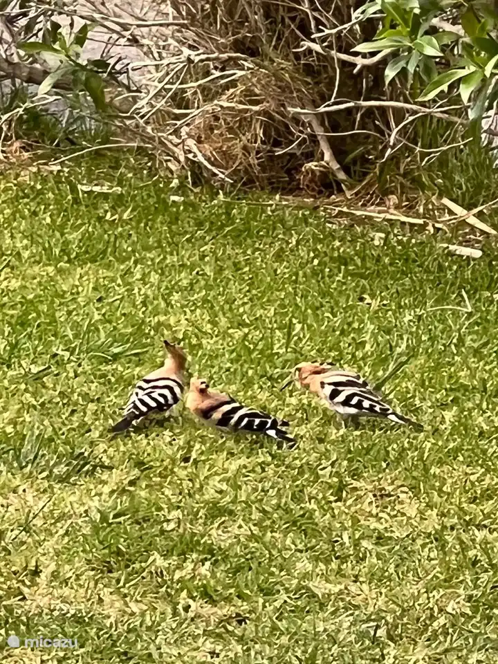 Oiseaux dans la cour avant