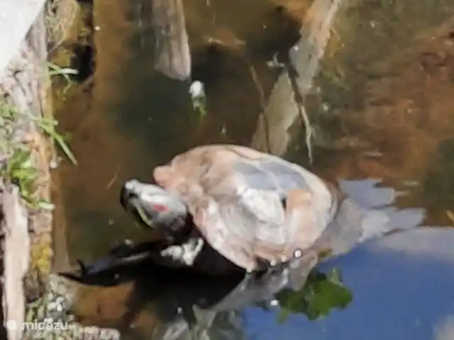 De Gouwe, bungalow en un estanque de pesca en Países Bajos, Overijssel, Gramsbergen - bungaló La tortuga se puede ver regularmente