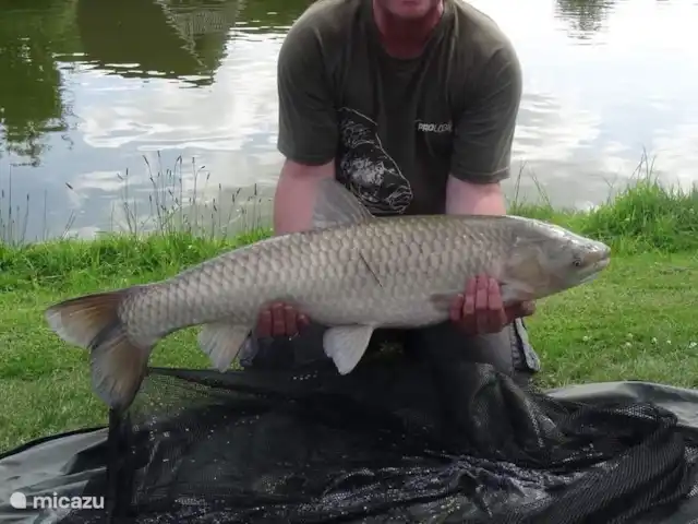 De Gouwe, bungalow en un estanque de pesca en Países Bajos, Overijssel, Gramsbergen - bungaló atrapado en el bungalow