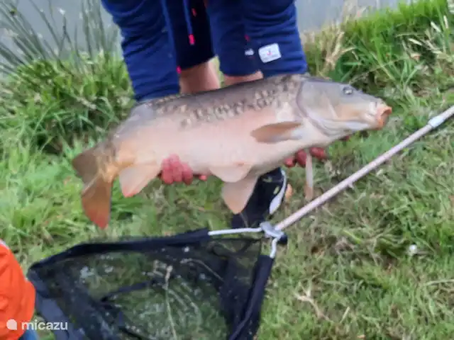 De Gouwe, bungalow en un estanque de pesca en Países Bajos, Overijssel, Gramsbergen - bungaló Atrapado en el bungalow