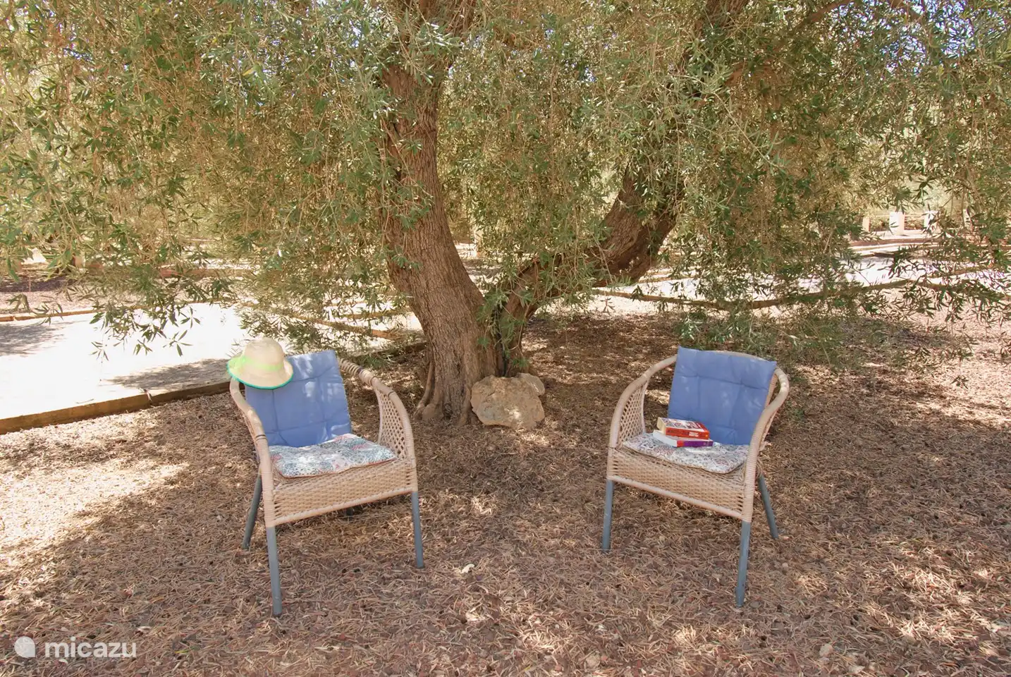 Finden Sie Ihr eigenes schattiges Plätzchen unter einem der schönen Olivenbäume.