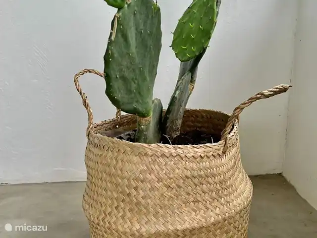 Villa Witsand en Curazao, Bandabou (oeste), Coral Estate, Rif St.Marie - villa Cactus