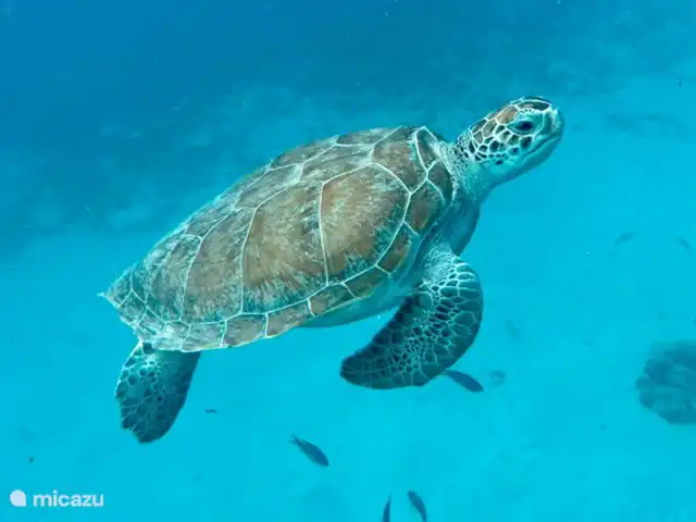 Villa Witsand en Curazao, Bandabou (oeste), Coral Estate, Rif St.Marie - villa Tortuga