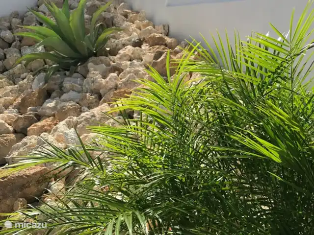 Apartamento Bamboo  en Curazao, Bandabou (oeste), Fontein - apartamento Jardín tropical