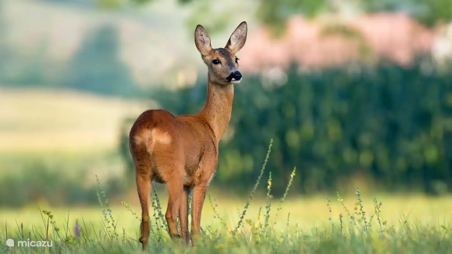 Vanaf het vakantiepark loop je zo het bos in. Met een beetje geluk kan je nog wild spotten