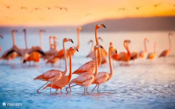 Flamingos in Las Salinas