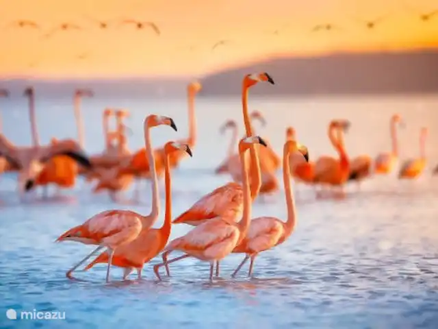 Casa Lo Pagan - Piscine Privée | Espagne, Costa Cálida, Lo Pagán - villa Flamants roses à Las Salinas