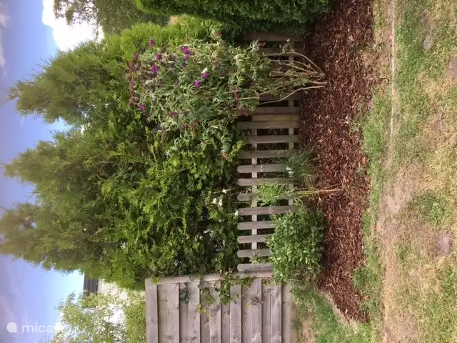 Frente de caravana con arbustos como budlea / arbusto de mariposas.