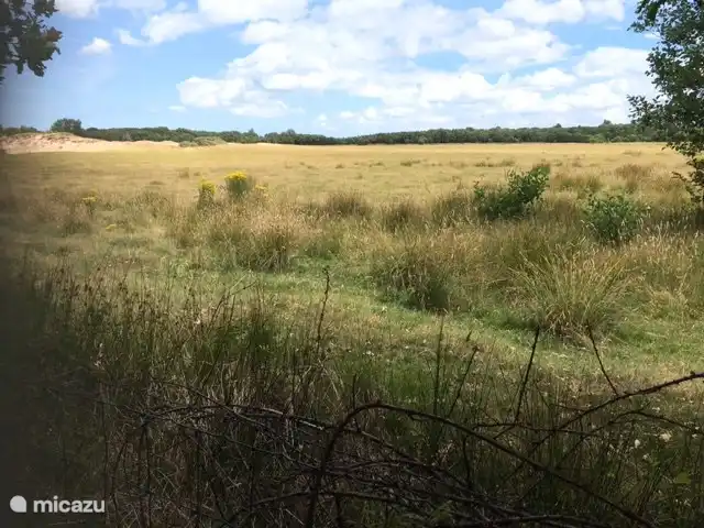 Vista sobre la zona de dunas con todo tipo de animales a primera hora de la mañana.