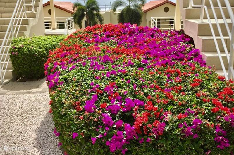 Vacation rental Curaçao, Curacao-Middle, Piscadera Apartment Casa Madeleine