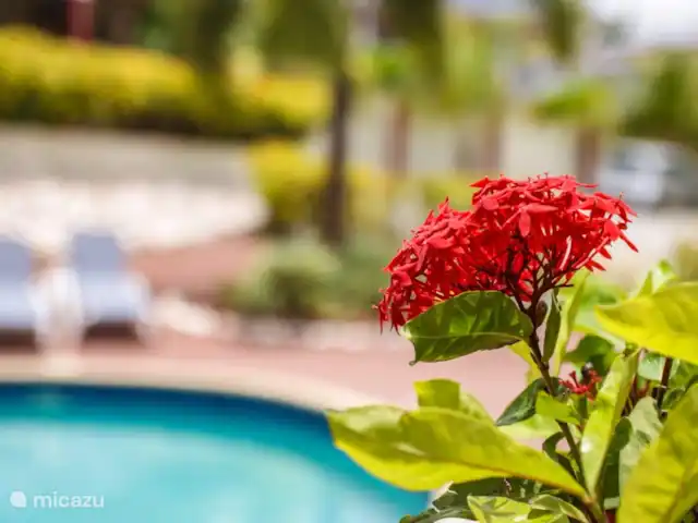 Nos Dushi Seru Hulanda en Curazao, Curazao Centro, Abrahamsz - apartamento Hermosas flores en el resort.