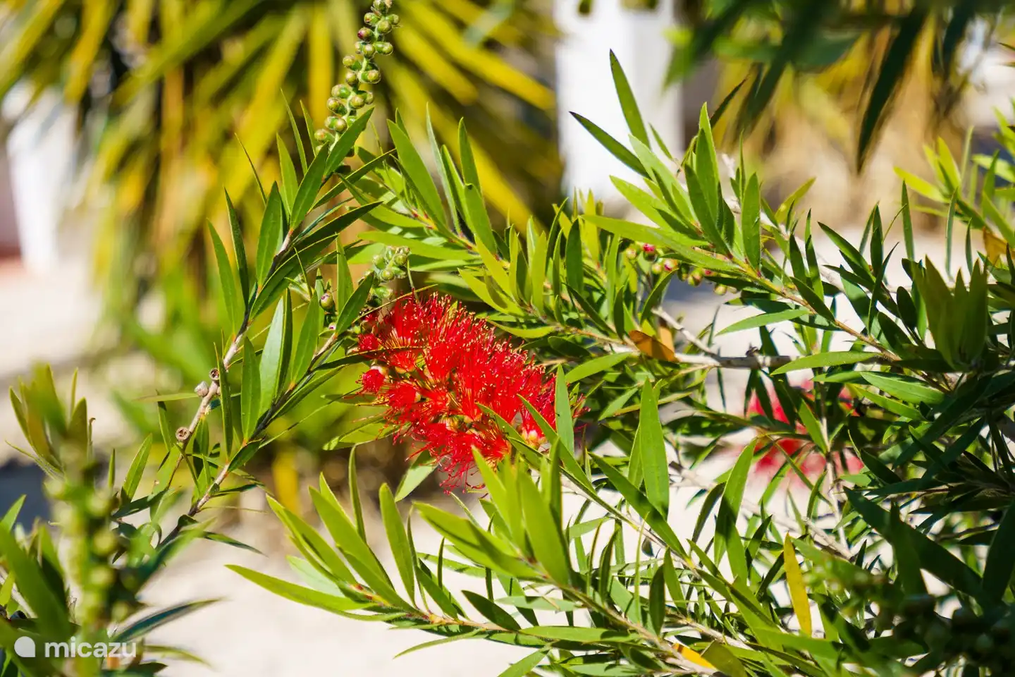 plantas en el jardin