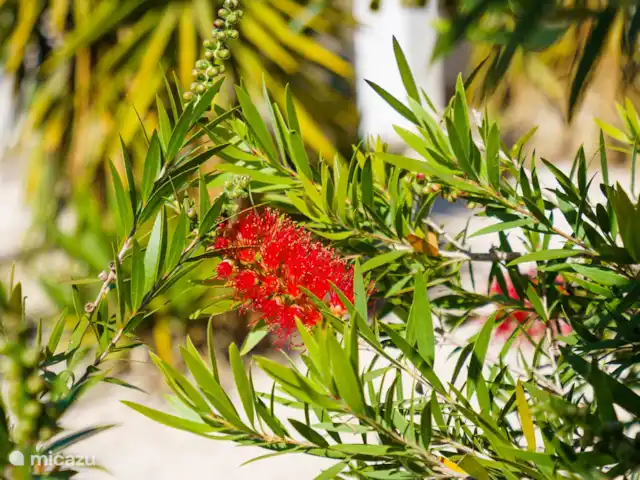 Villa Casa Calme - 700m van dorp huren in Spanje, Costa Blanca, Moraira - villa Planten in de tuin