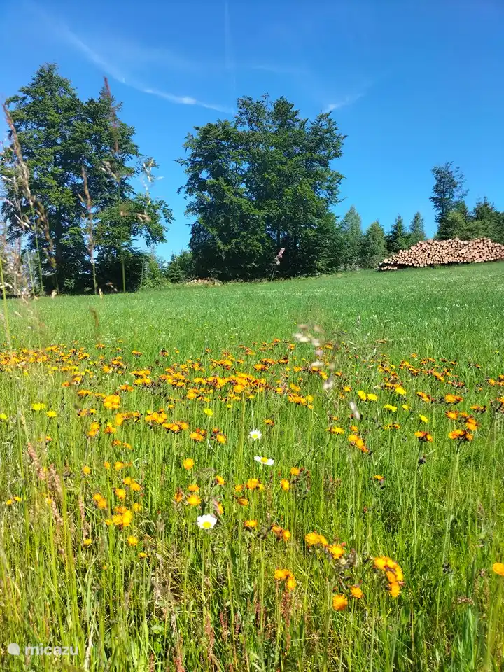 diverse wilde bloemen
