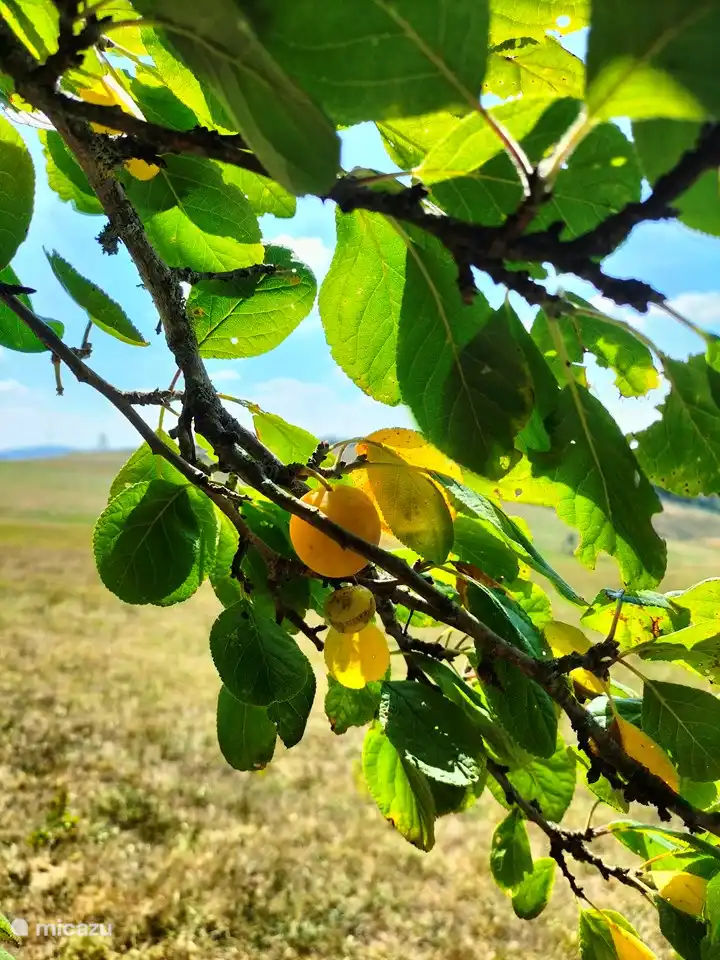 fruitbomen in de tuin