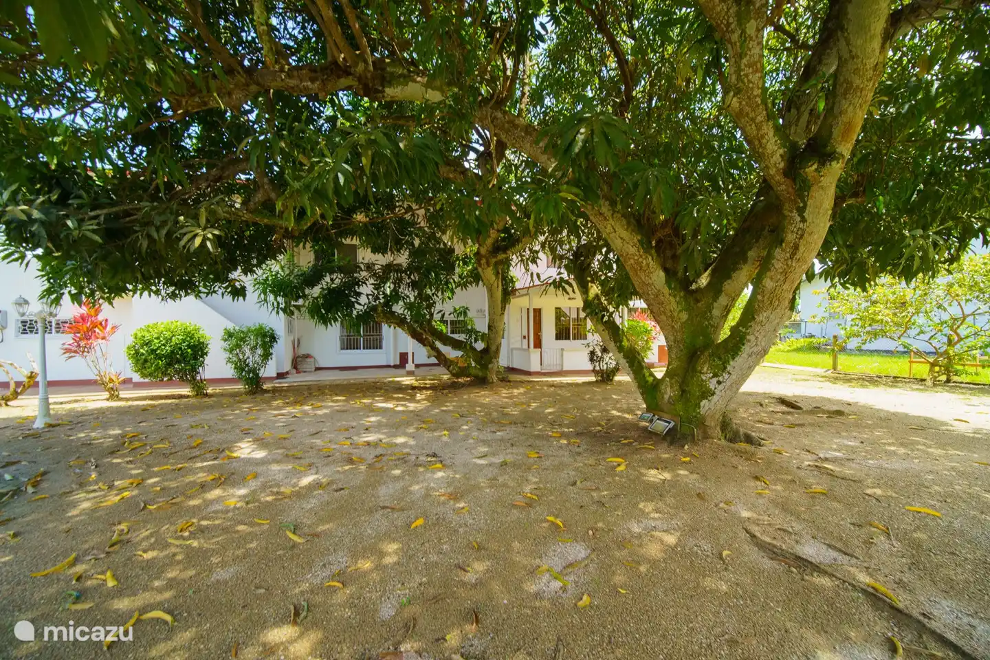 lots of shade thanks to the manja tree