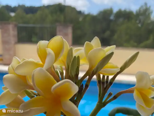 Villa Toro | Espagne, Costa Blanca, Lliber - villa Couleur et parfum au bord de la piscine