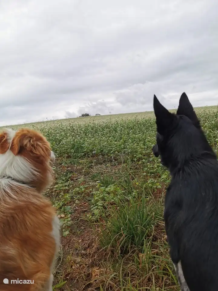 Der eine sagt zum anderen.....