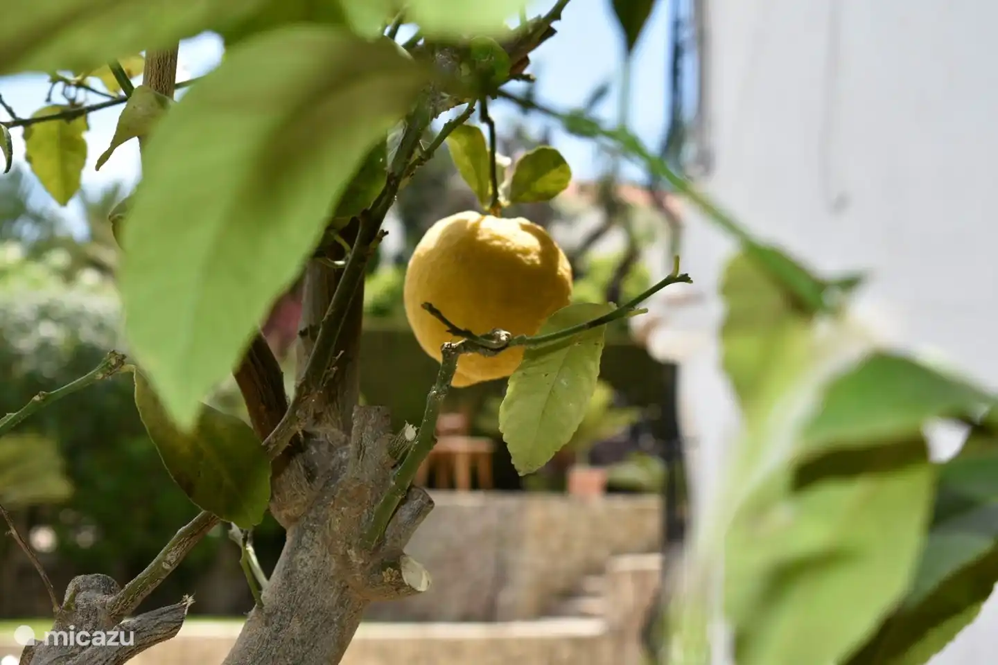Eine Zitronenscheibe im Drink aus dem eigenen Garten!