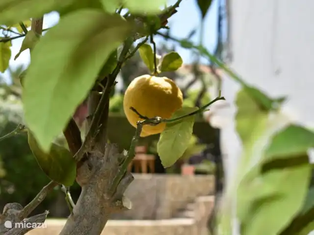 Villa Ayala avec piscine privée | Espagne, Costa Blanca, Moraira - villa Une tranche de citron dans votre boisson de votre propre jardin !