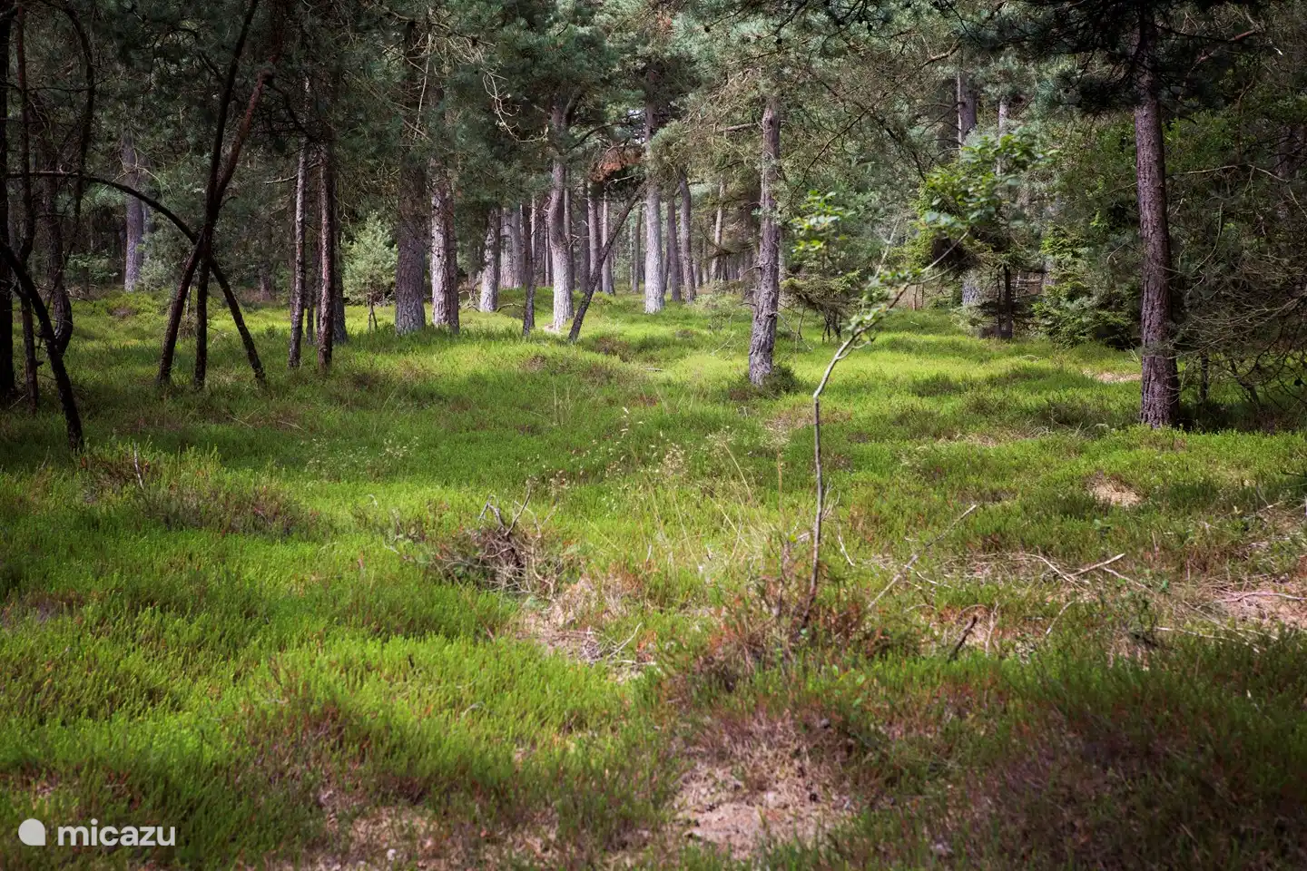 Wald vor dem Chalet.