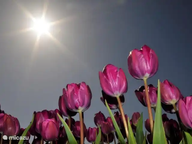 bungaló en Países Bajos, Holanda del Norte, Julianadorp aan Zee – Albatros 225 Ven a dar un paseo en bicicleta por los hermosos campos de bulbos de colores de Julianadorp en primavera.