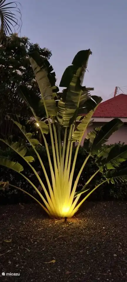 Waaierpalm
