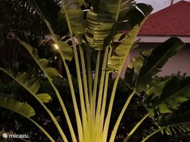 Casa Korsou | Curaçao, Banda Ariba (est), Montan'i Rei - maison de vacances palmier éventail