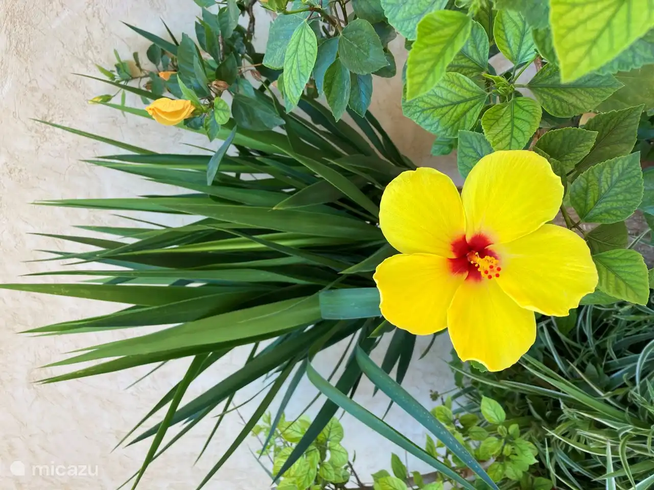 Magnifiques jardins paysagers dans le parc avec des plantes à fleurs.