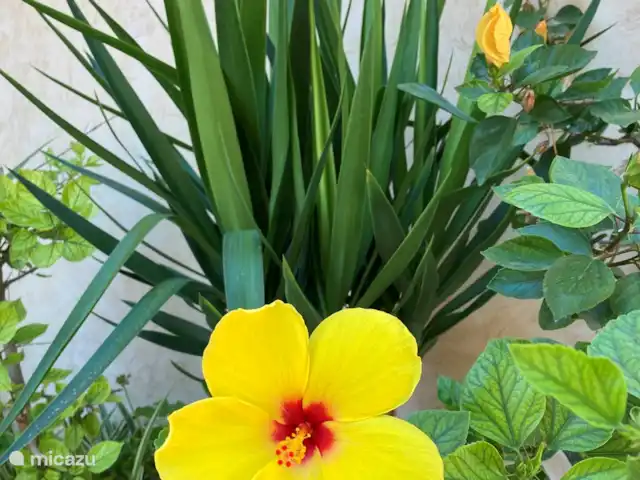 Pokasa huren in Spanje, Costa Blanca, Benissa - appartement Mooi aangelegde tuinen in het park met bloeiende planten.