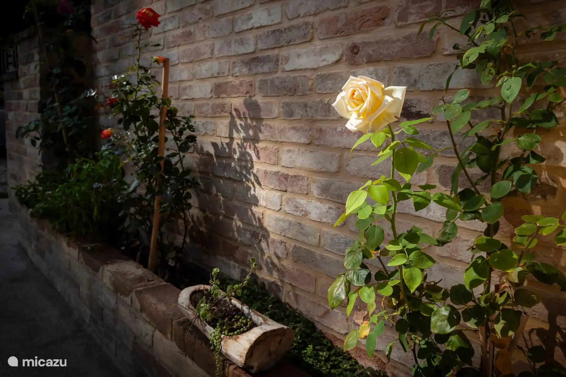 bloemen voor het huis